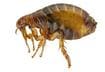 #6 Human Flea