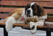 1. The Bartender of the Dog World?