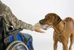 #2 Animal Assisted Therapy