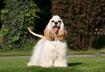 #6 American Cocker Spaniel