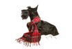 #2 Scottish Terrier