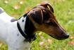 #4 Smooth Fox Terrier