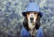 #9 You Wear Clothes, Your Pet Wants to Too