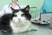 7. Book a Vet Appointment
