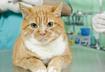 5. Get a Veterinarian’s Advice