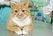 3. Feline Rhinotracheitis