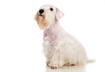 #10 Sealyham Terrier