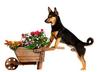 Growing a Home Garden for Your Pet