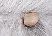 2. Spotting Ticks