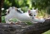 Eight Natural Methods for Controlling Fleas on Cats