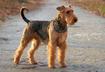 3. Airedale Terrier