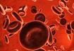 4. Fipronil and Selamectin