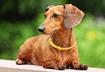 #3 Dachshund