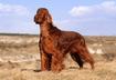 #4 Irish Setter
