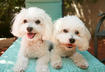 #7 Bichon Frisé