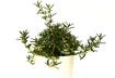 Rosemary