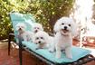 #8 Bichon Frisé