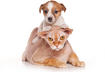 Top Three Dog-Like Cat Breeds
