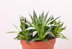1. Aloe Vera