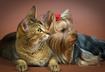Top Three Cat-Like Dogs