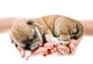Newborn Puppies are SO Cute!