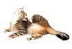 How Did My Cat Get Fleas or Ticks? 