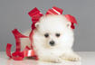 Top Ten 'Small Breed' Dogs