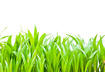 Grass