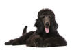#9 Poodle (Standard)