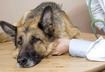 Arthritis Treatment for Dogs and Cats