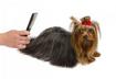 #3 Use a Flea Comb