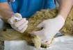 1. Feline Panleukopenia