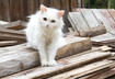 4. Consider Fostering a Homeless Cat