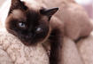 3.Siamese