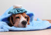2. 'I Only Go to the Vet When My Pet is Sick'