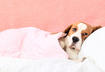 7 Common Ailments in Senior Dogs 