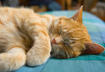 Make Your Senior Cat Comfortable