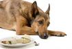 #7 Poor Appetite