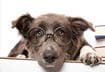 #3 Teach an Old Dog a New Trick