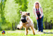 Soft Coated Wheaten Terrier