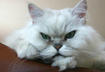 #5 Cats Keep Us Humble