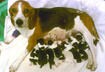 Cute Puppy Pictures #17