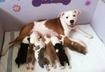 Cute Puppy Pictures #20
