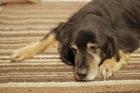 depressed dog, school depression, depressed veterinary students, hadling depression while in school