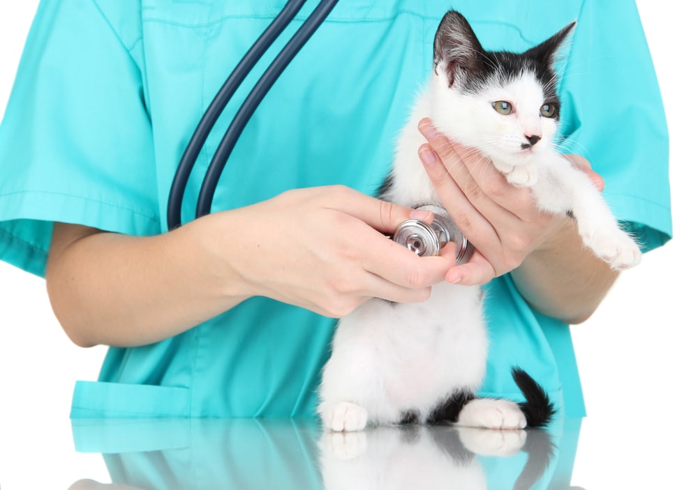Cat Hookworms Hookworm Symptoms & Treatment for Cats petMD
