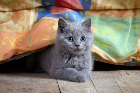 kitten, sofa, couch