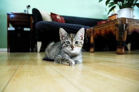 kitten, healthy kitten, pet insurance, pet accidents, pet emergencies