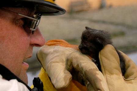 animal rescue, natural disaster, animal emergency volunteer, helping animals, hurricane katrina pets, disaster relief for pets