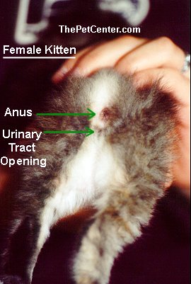 How to Tell the Gender of Your Kitten | petMD