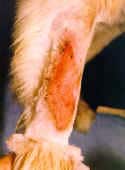 Canine granuloma lick